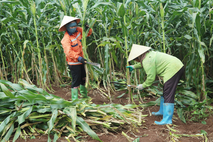 Khám phá chuỗi sản xuất kinh tế tuần hoàn của TH true MILK