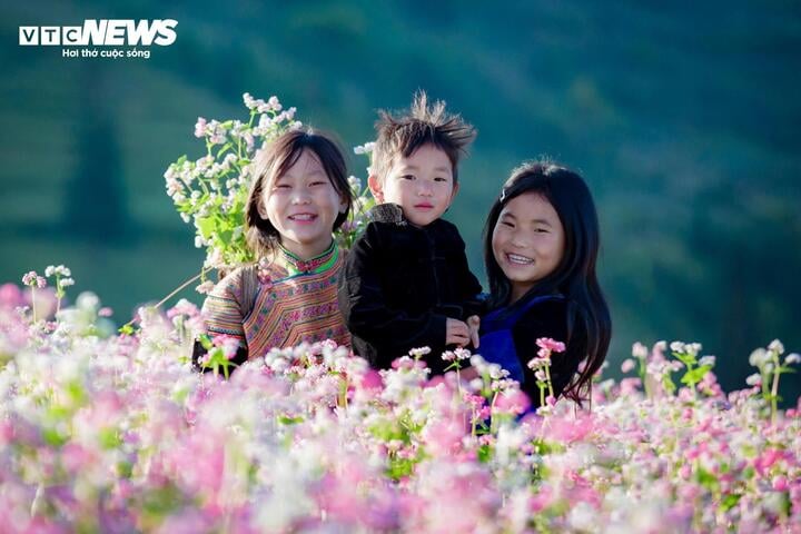 Những ngày giữa tháng 11, hoa đang có màu trắng phớt hồng. Khi trời lạnh hẳn, hoa chuyển sang màu tím hồng, đậm hơn.