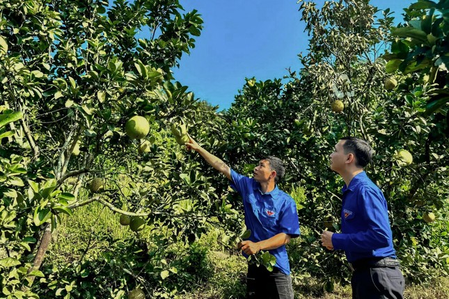 Tỉnh Đoàn Sơn La hỗ trợ thanh niên phát triển các sản phẩm OCOP ảnh 2