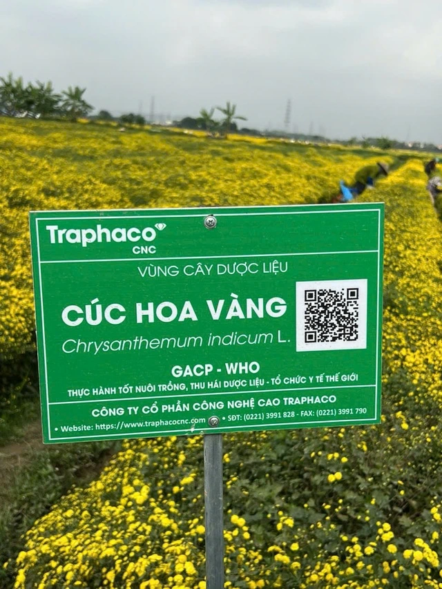 Traphaco tiếp tục thành công với Đông dược cao cấp và Tân dược chất lượng cao