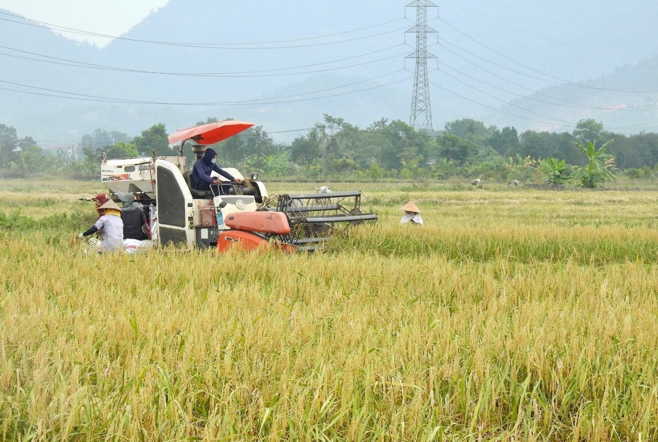 Thu hoạch lúa nếp cái hoa vàng tại xã Minh Trí (huyện Sóc Sơn).