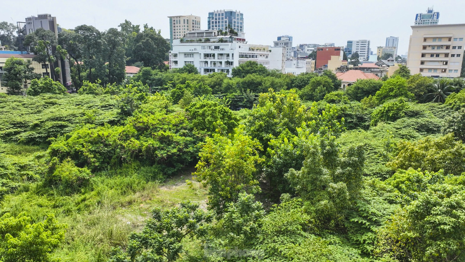 Cảnh cỏ dại um tùm trong nhà thi đấu nghìn tỷ án ngữ trên 'đất vàng' ở TPHCM ảnh 3