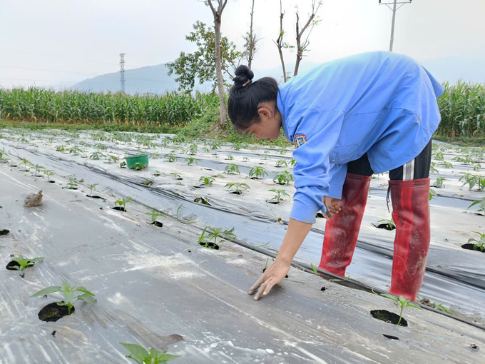 Chị Héo làm cỏ cho những khóm ớt, phần lớn diện tích ruộng được phủ nilon để hạn chế cỏ dại. Ảnh: Thanh Tiến.