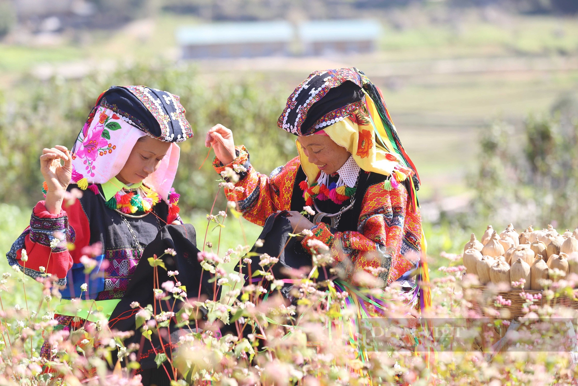 Vẻ đẹp mê mẩn của những đồi hoa tam giác mạch tại Hà Giang - Ảnh 10.