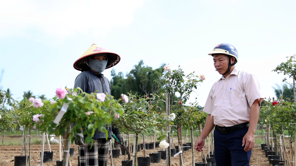 Người dân Nghĩa Hà trồng đa dạng các loại hoa để đáp ứng nhu cầu thị trường.