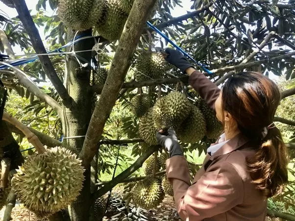 Sầu riêng là loại trái cây đặc sản của Đắk Lắk, thu hút thực khách. (Nguồn: Báo Đắk Lắk)