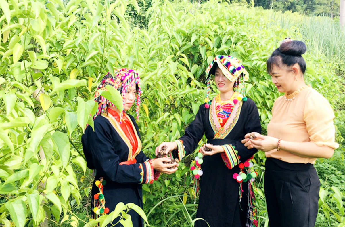 Sơn Dương đang thực hiện tốt phong trào thi đua giảm nghèo, làm giàu bền vững ở nhiều địa phương