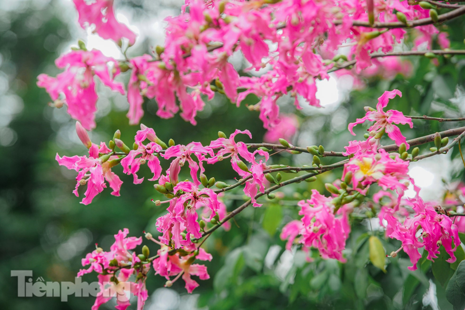 Ngắm vẻ rực rỡ đến mê mẩn lòng người của hoa mỹ nhân giữa lòng Hà Nội ảnh 11