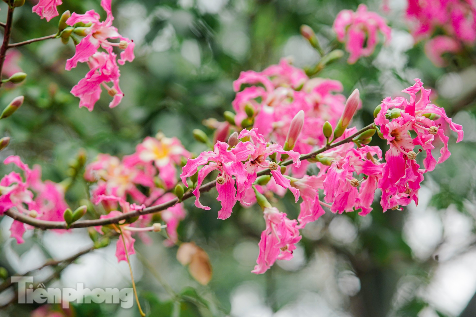 Ngắm vẻ rực rỡ đến mê mẩn lòng người của hoa mỹ nhân giữa lòng Hà Nội ảnh 12