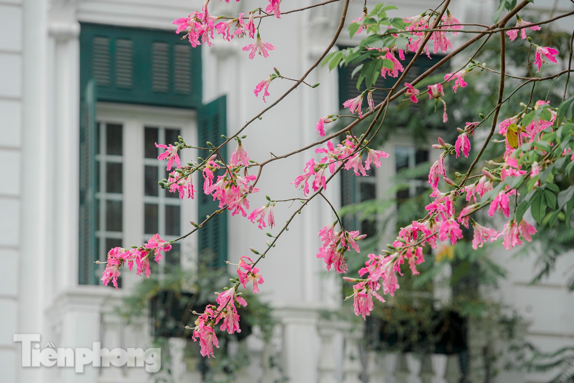 Ngắm vẻ rực rỡ đến mê mẩn lòng người của hoa mỹ nhân giữa lòng Hà Nội ảnh 13