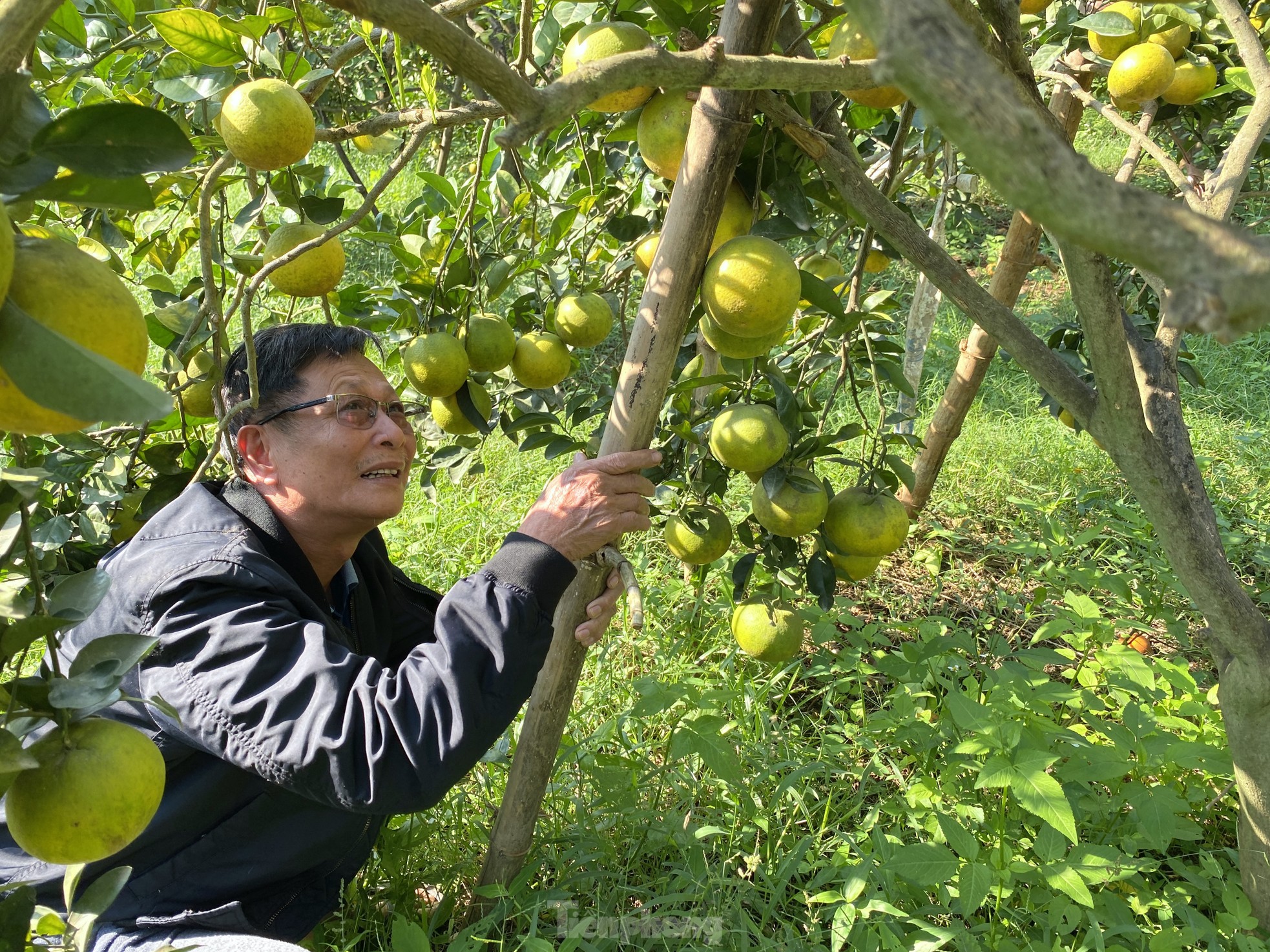 Lão nông xứ Nghệ tiết lộ bí quyết chống rụng cam đặc sản ảnh 5