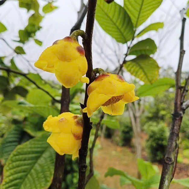  Cây Trà Hoa Vàng tại huyện Quế Phong