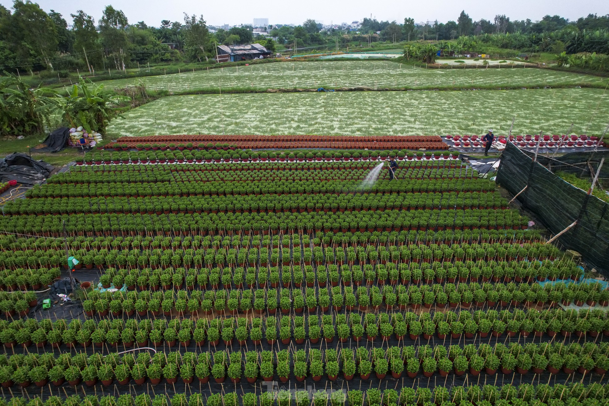 Làng hoa Tết lớn nhất TPHCM 'méo mặt' vì thời tiết ảnh 3