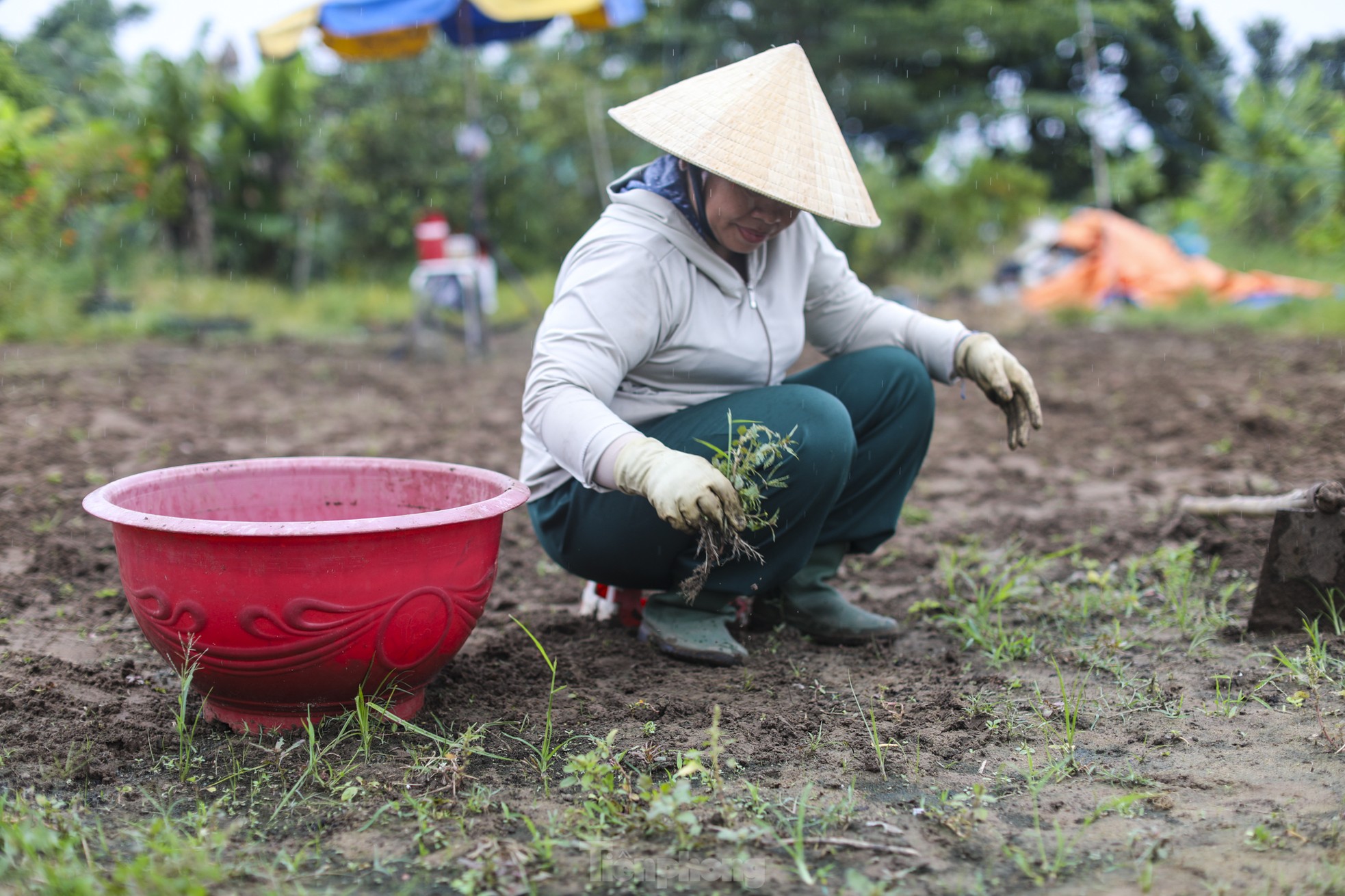 Làng hoa Tết lớn nhất TPHCM 'méo mặt' vì thời tiết ảnh 12