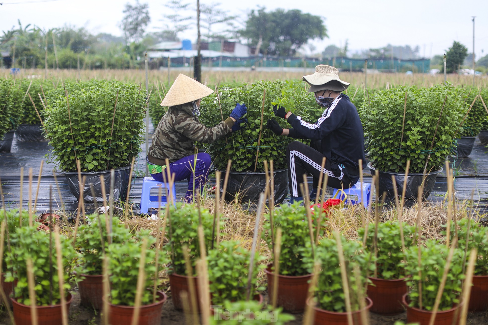 Làng hoa Tết lớn nhất TPHCM 'méo mặt' vì thời tiết ảnh 14