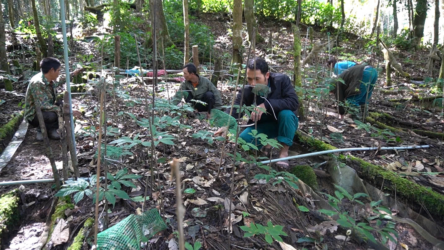 Cây sâm Ngọc Linh đã giúp khoảng 2.000 hộ đồng bào Xơ Đăng ở huyện Tu Mơ Rông thoát nghèo