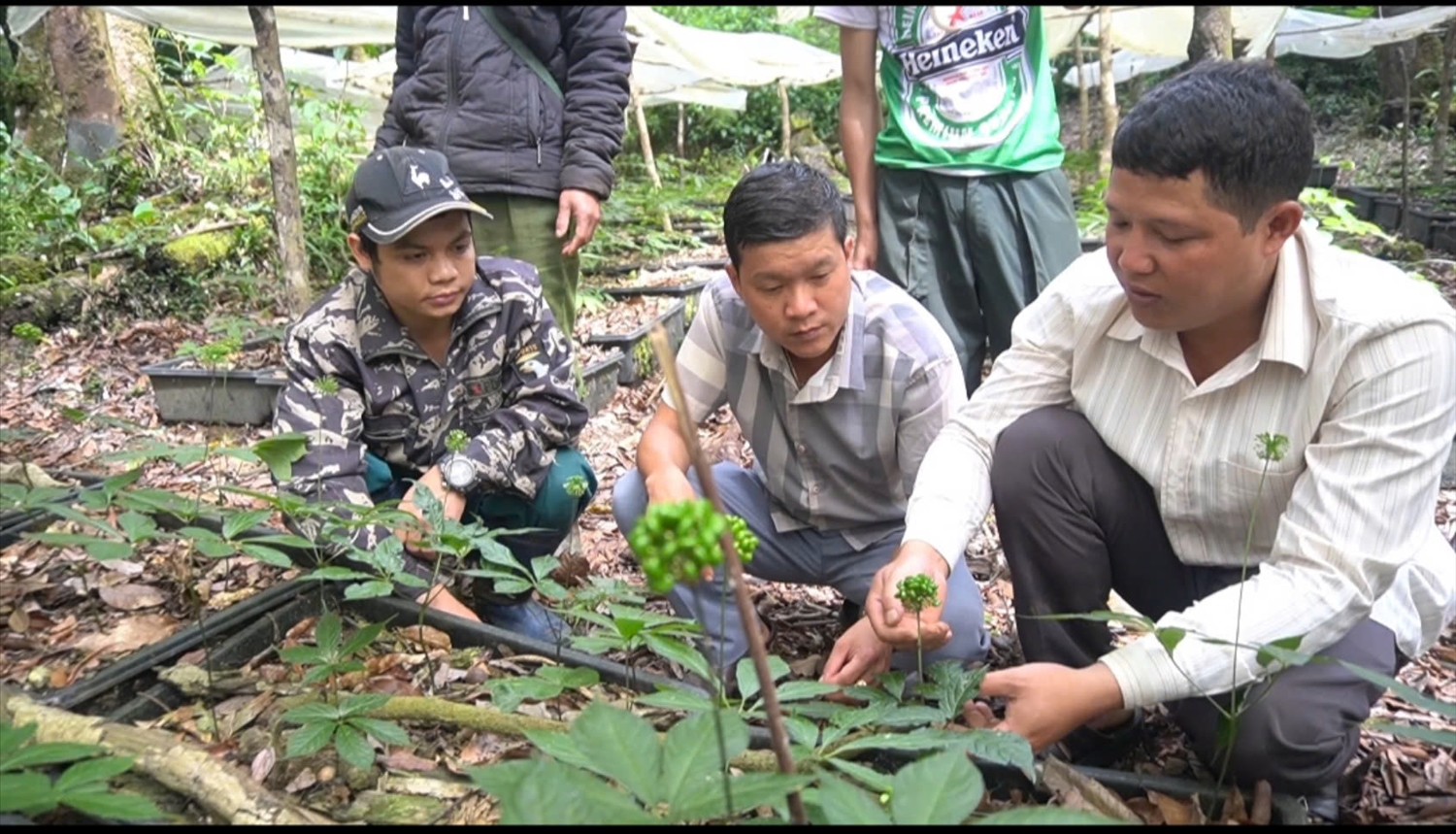 Nhận thức được giá trị cây sâm Ngọc Linh, nhiều hộ đồng bào Xơ Đăng đã dùng tiền tích góp để đầu tư trồng 