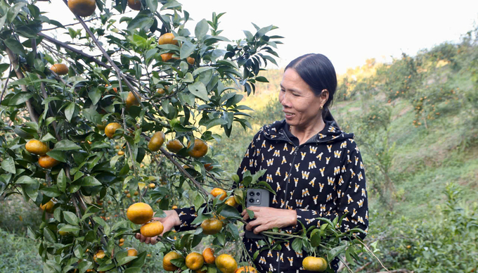 Bà Lê Thị Bảy bên vườn cam trĩu quả của mình. Ảnh: Thanh Phương.