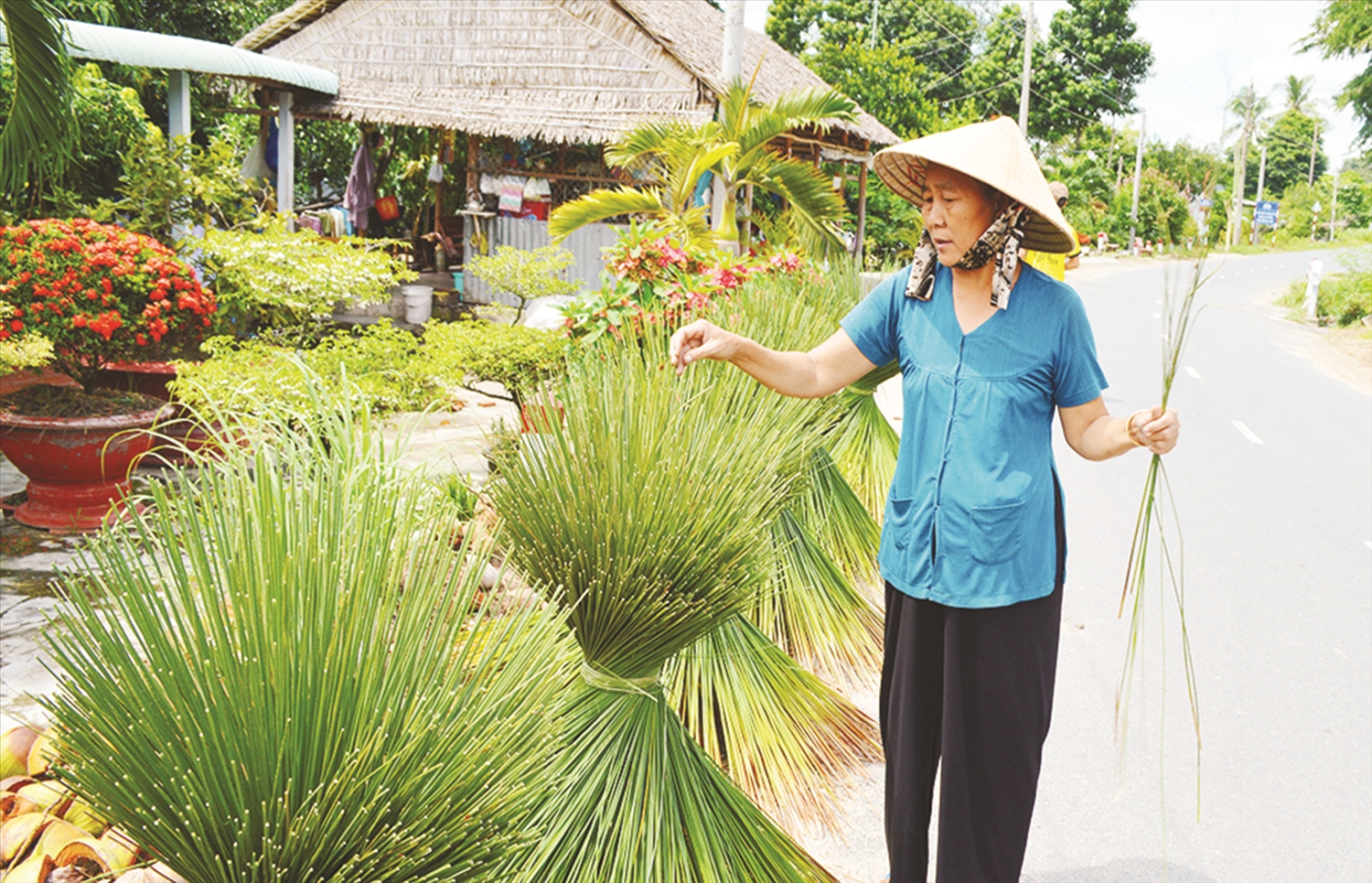 Người dân Ba Chúc phơi cỏ bàng. Ảnh TL