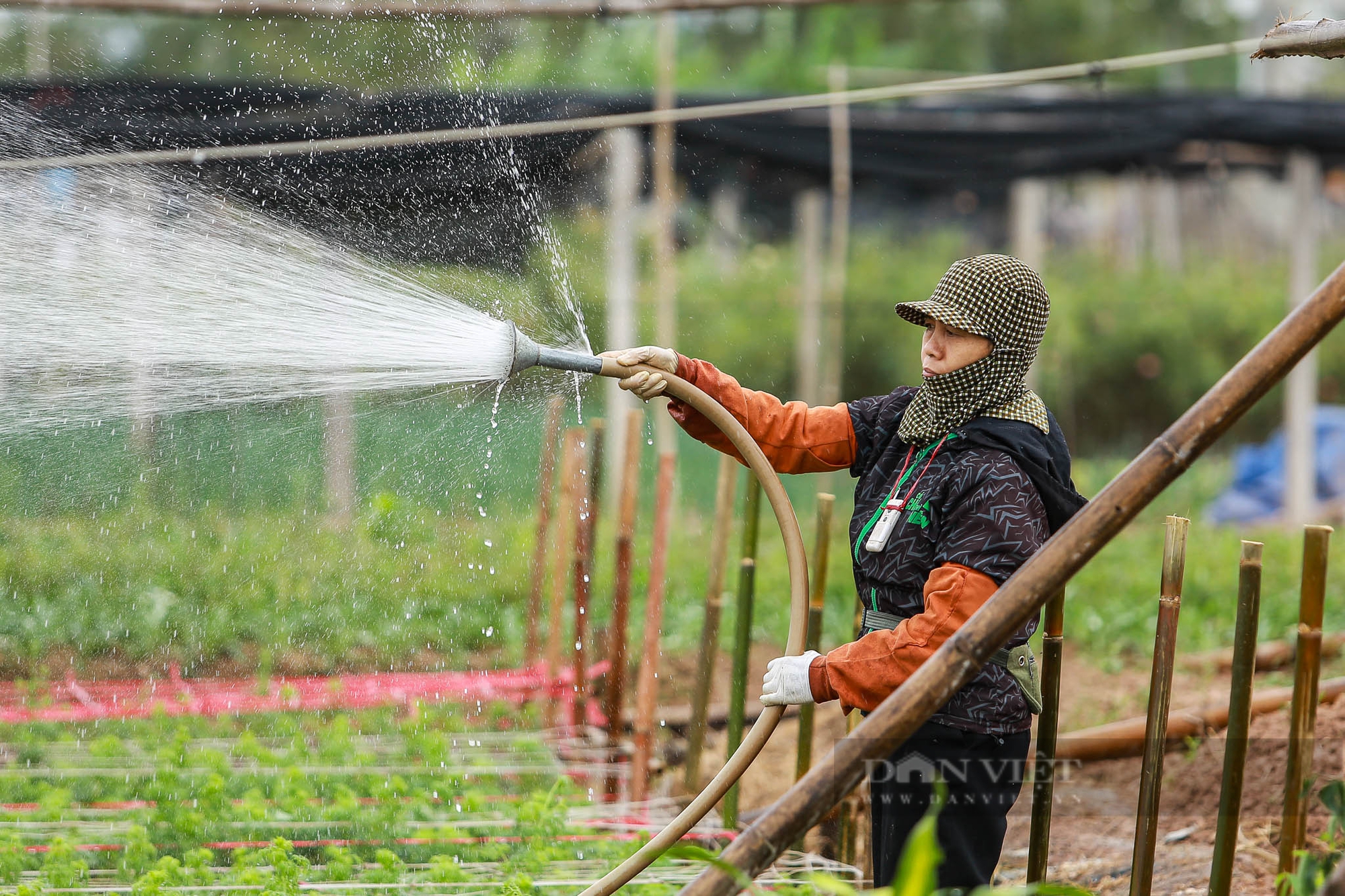 Nông dân Hà Nội trùm khăn kín mít, mặc áo mưa ra đồng làm việc dưới cái lạnh chỉ 15 độ C- Ảnh 3.