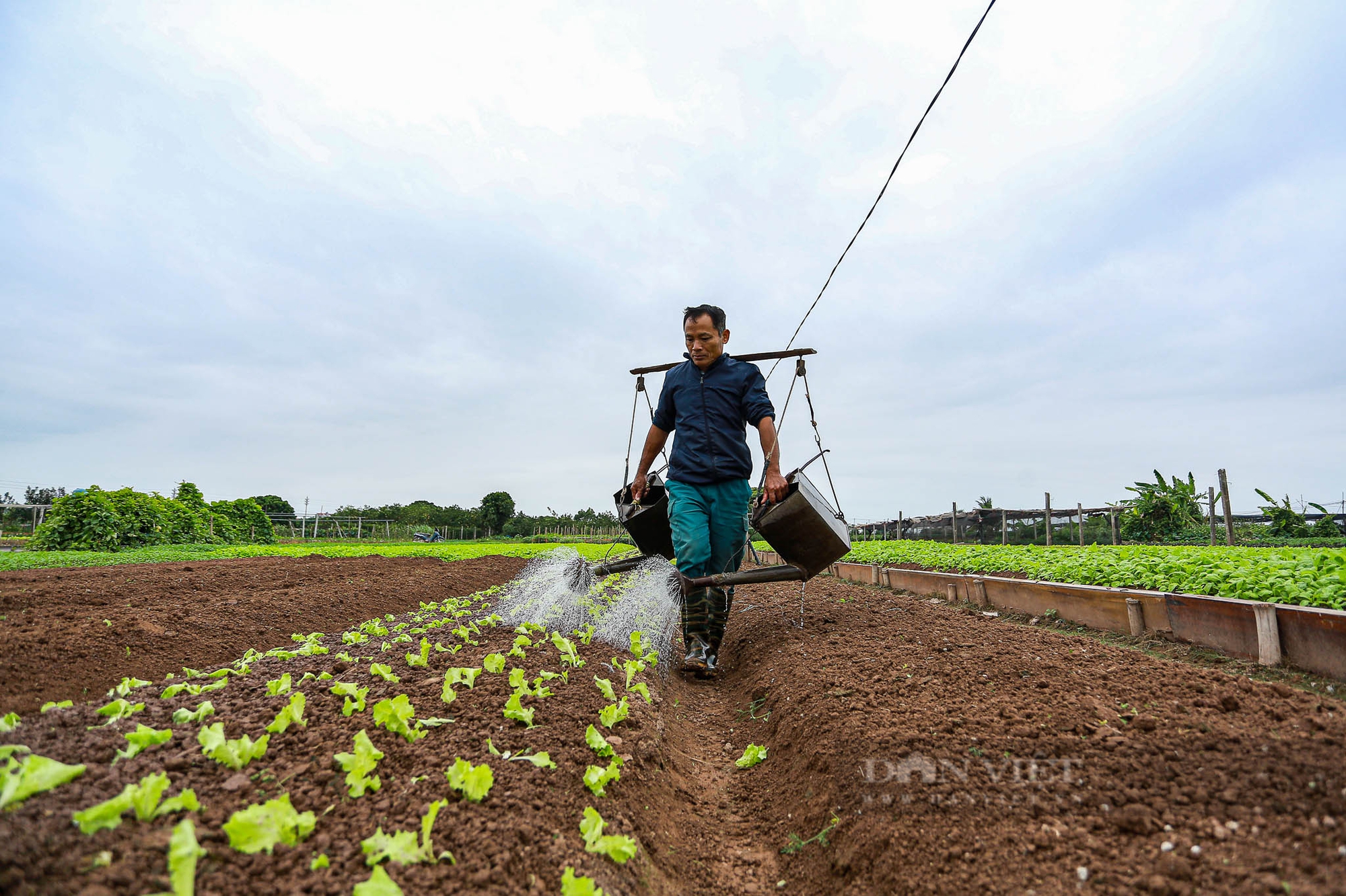 Nông dân Hà Nội trùm khăn kín mít, mặc áo mưa ra đồng làm việc dưới cái lạnh chỉ 15 độ C- Ảnh 7.