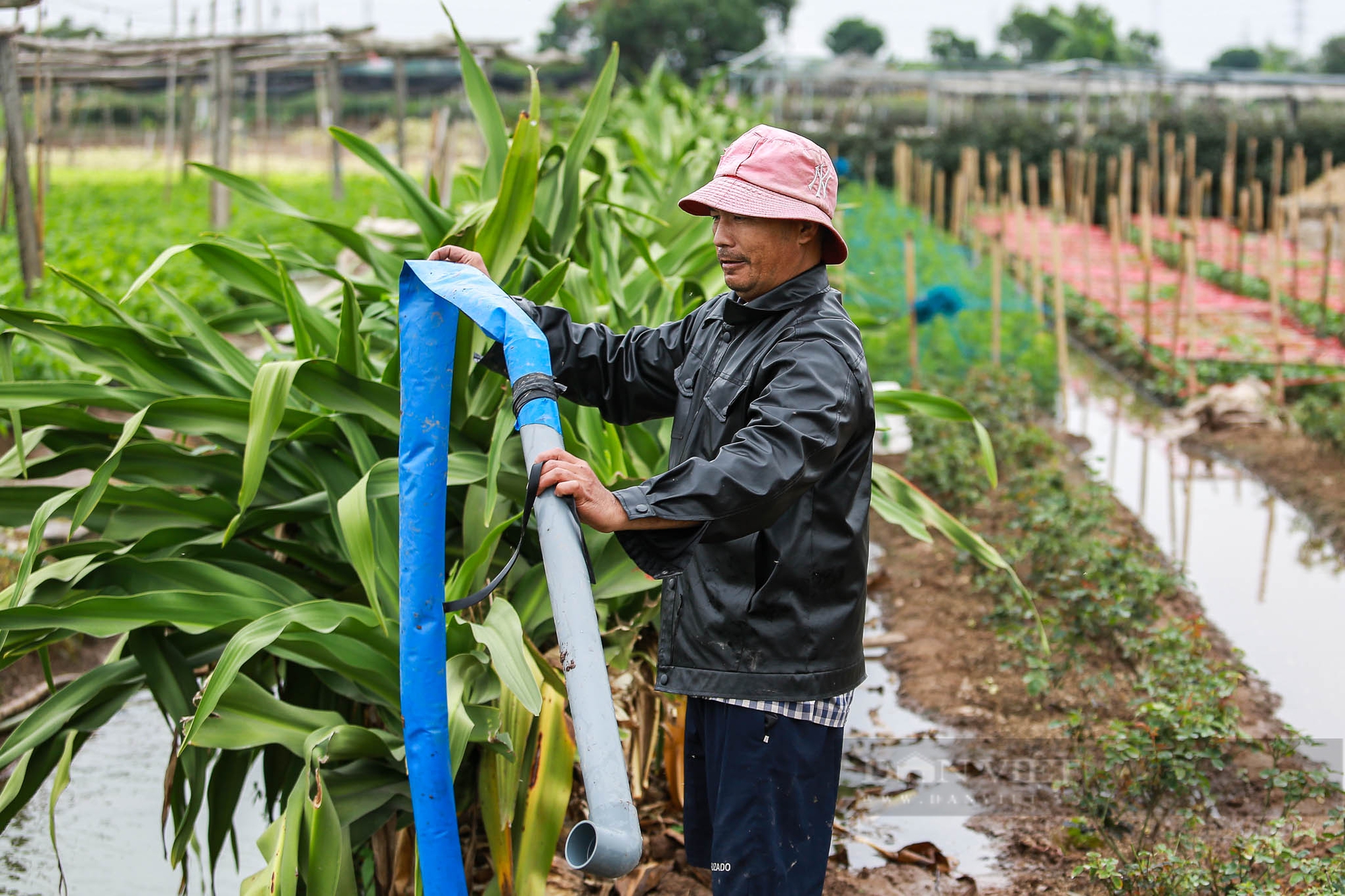 Nông dân Hà Nội trùm khăn kín mít, mặc áo mưa ra đồng làm việc dưới cái lạnh chỉ 15 độ C- Ảnh 13.