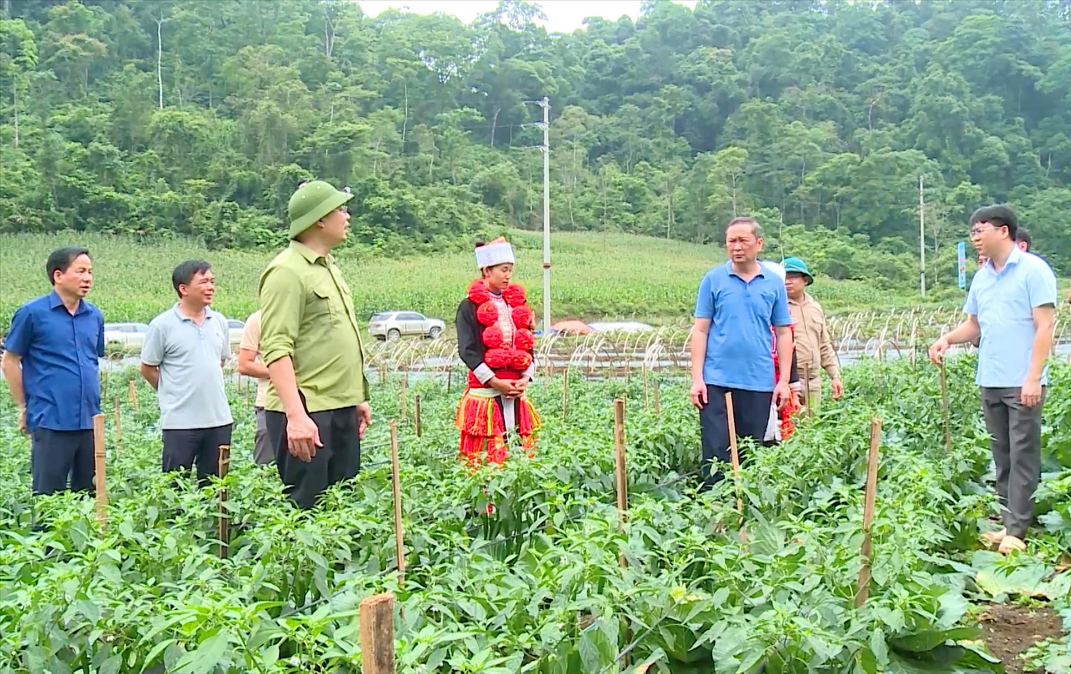 Lãnh đạo huyện Na Hang tham quan vườn rau sạch tại xã Khâu Tinh, được sản xuất theo chuẩn VietGAP.