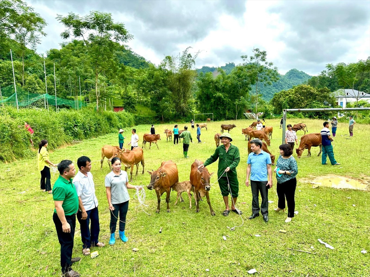 Người dân xã Xuân Quang, xã Bình Phú, huyện Chiêm Hoá được hỗ trợ giống bò để phát triển theo chuỗi sản phẩm (Ảnh PT)