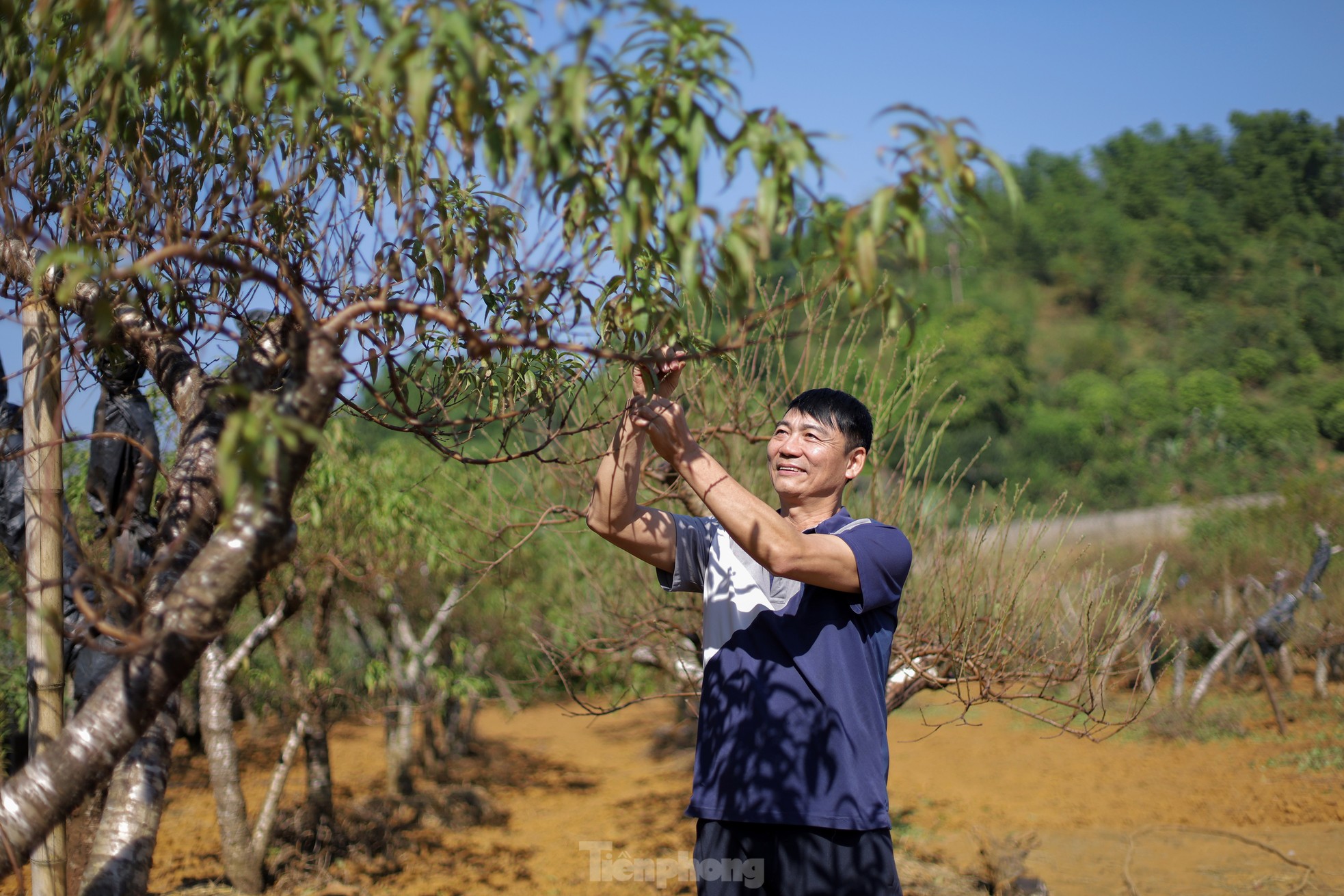 Người dân vùng cao Hòa Bình tất bật chăm sóc cây đào dịp cuối năm ảnh 12