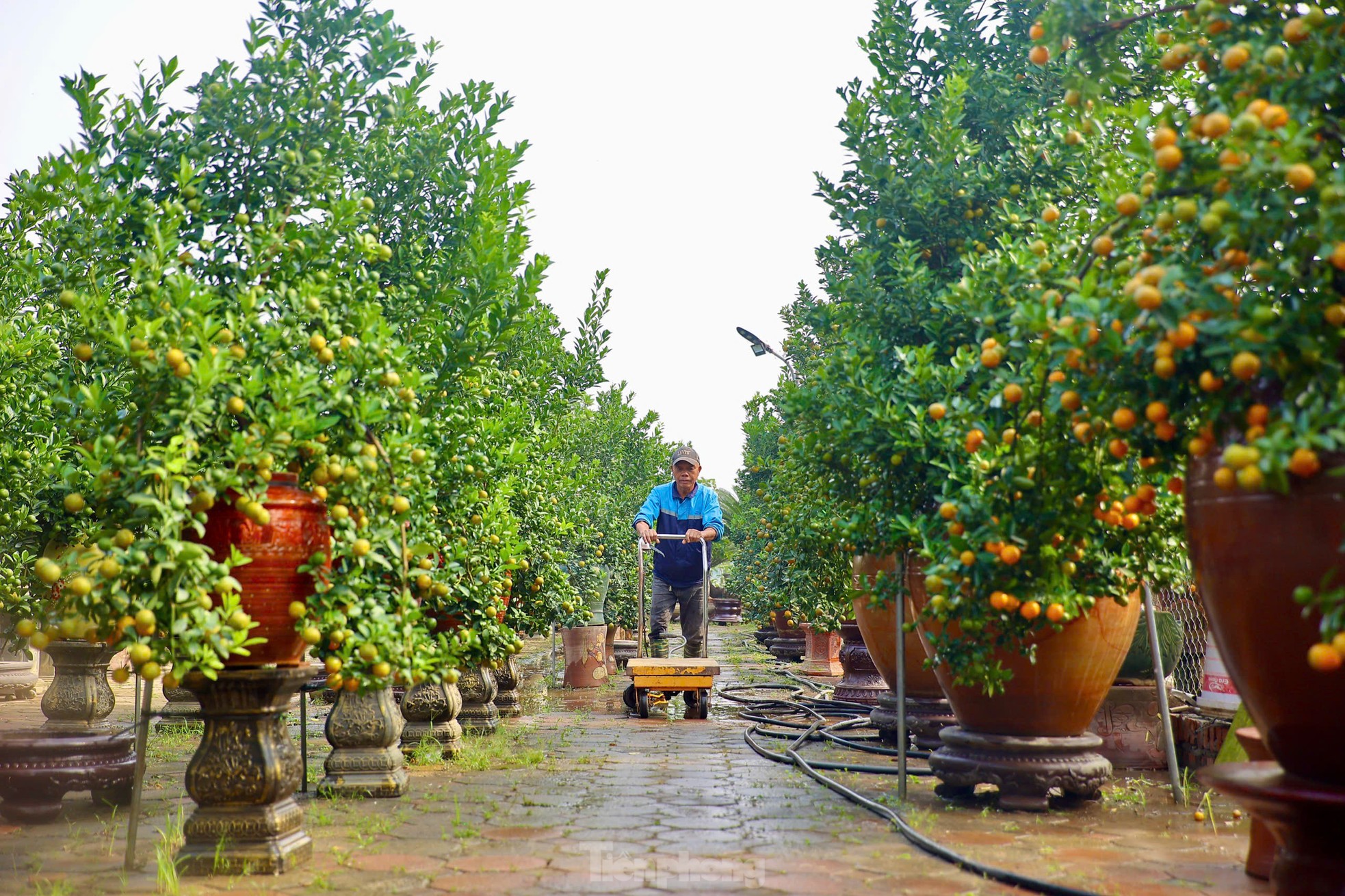 Quất chuyển sắc vàng, nhà vườn Tứ Liên tất bật cho vụ Tết ảnh 2