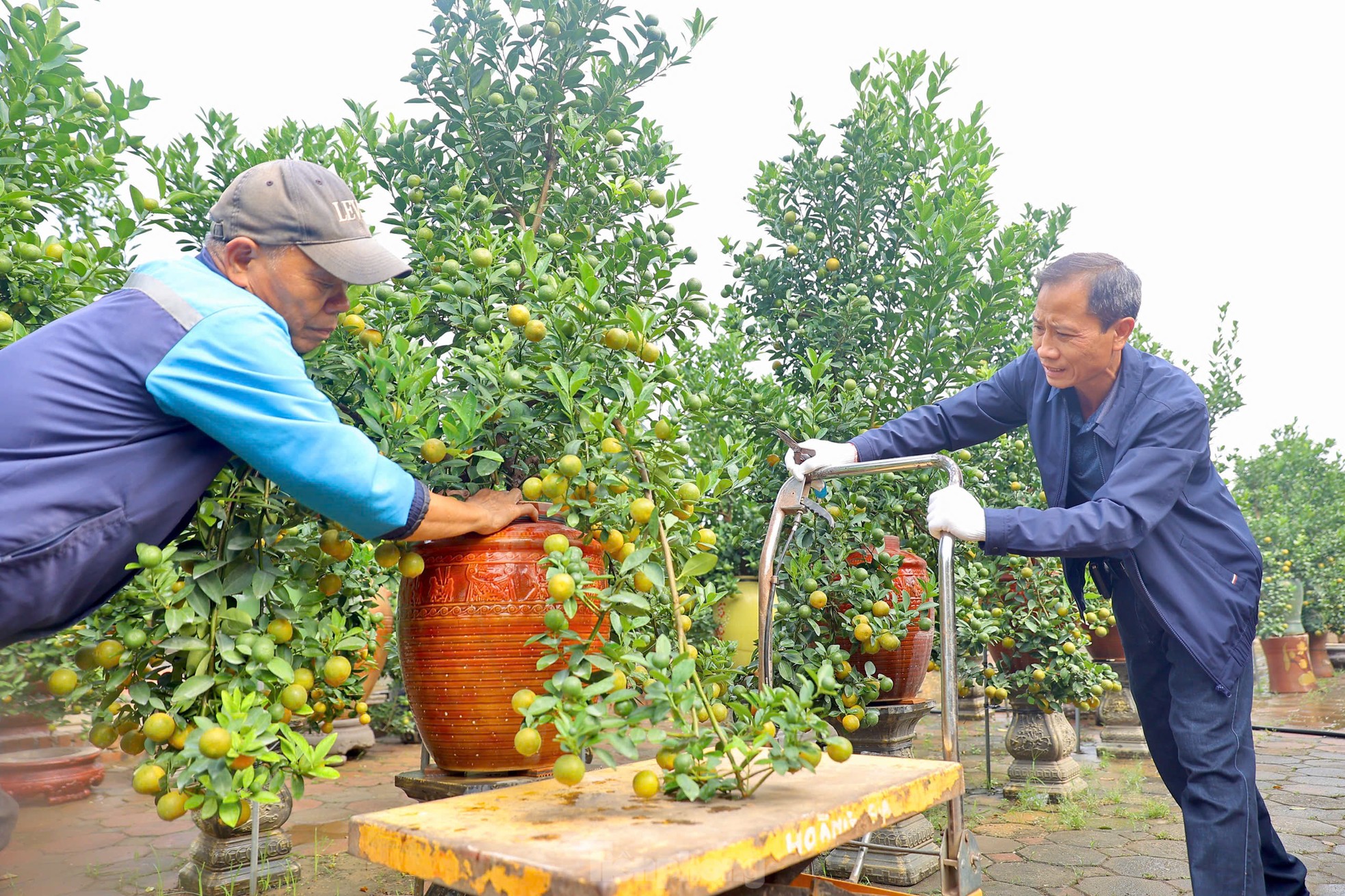 Quất chuyển sắc vàng, nhà vườn Tứ Liên tất bật cho vụ Tết ảnh 7