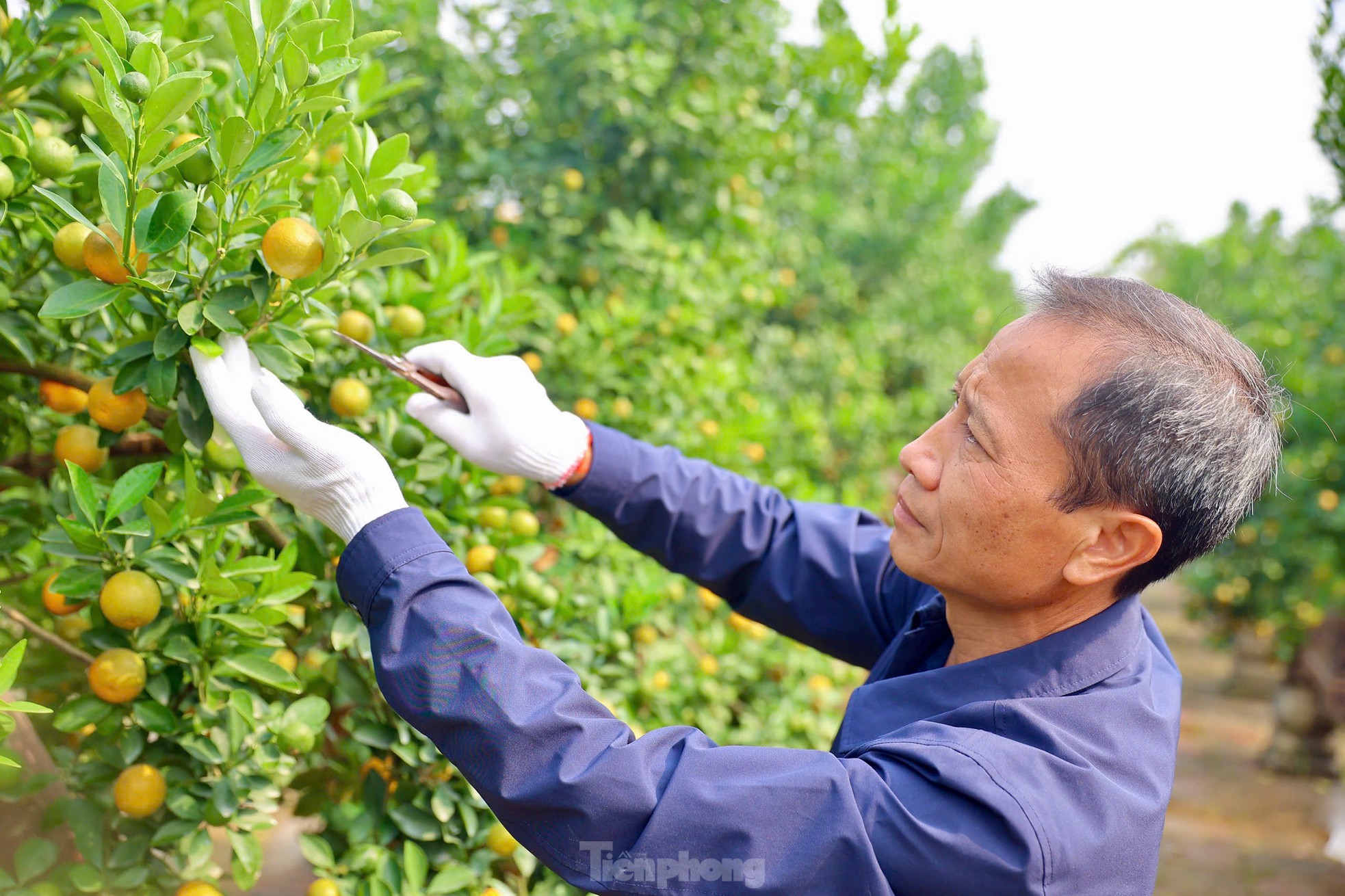 Quất chuyển sắc vàng, nhà vườn Tứ Liên tất bật cho vụ Tết ảnh 9