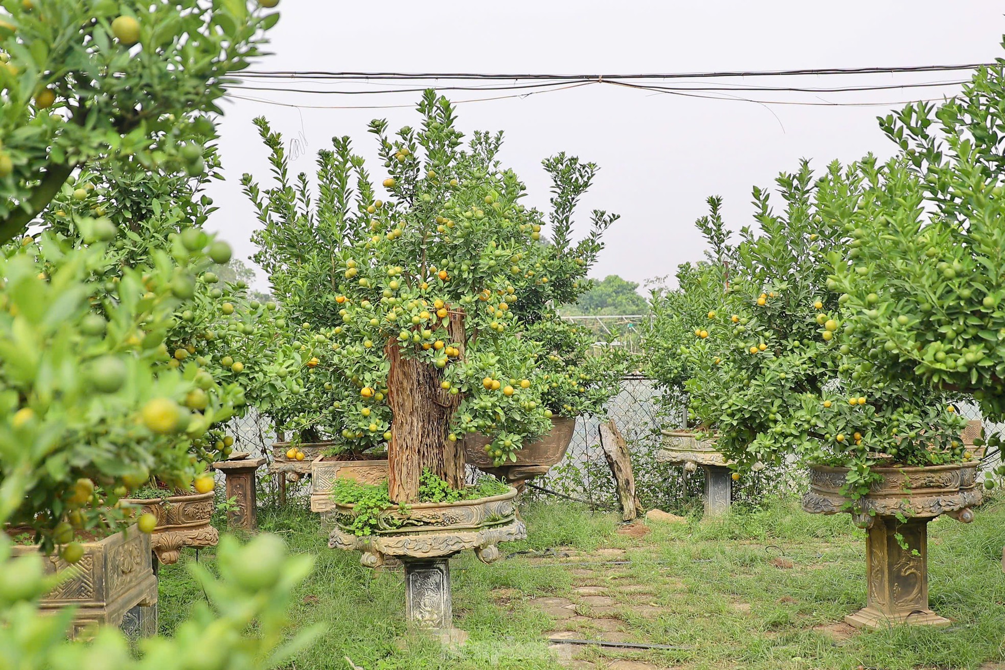 Quất chuyển sắc vàng, nhà vườn Tứ Liên tất bật cho vụ Tết ảnh 15