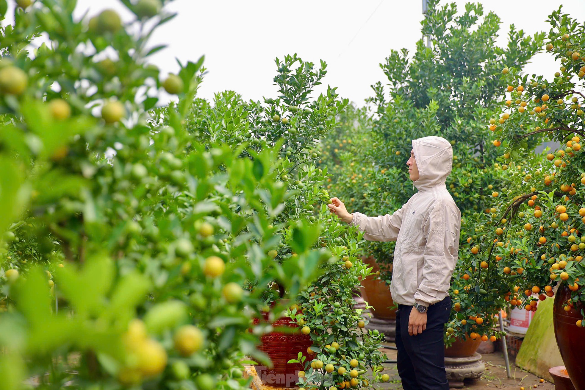 Quất chuyển sắc vàng, nhà vườn Tứ Liên tất bật cho vụ Tết ảnh 17