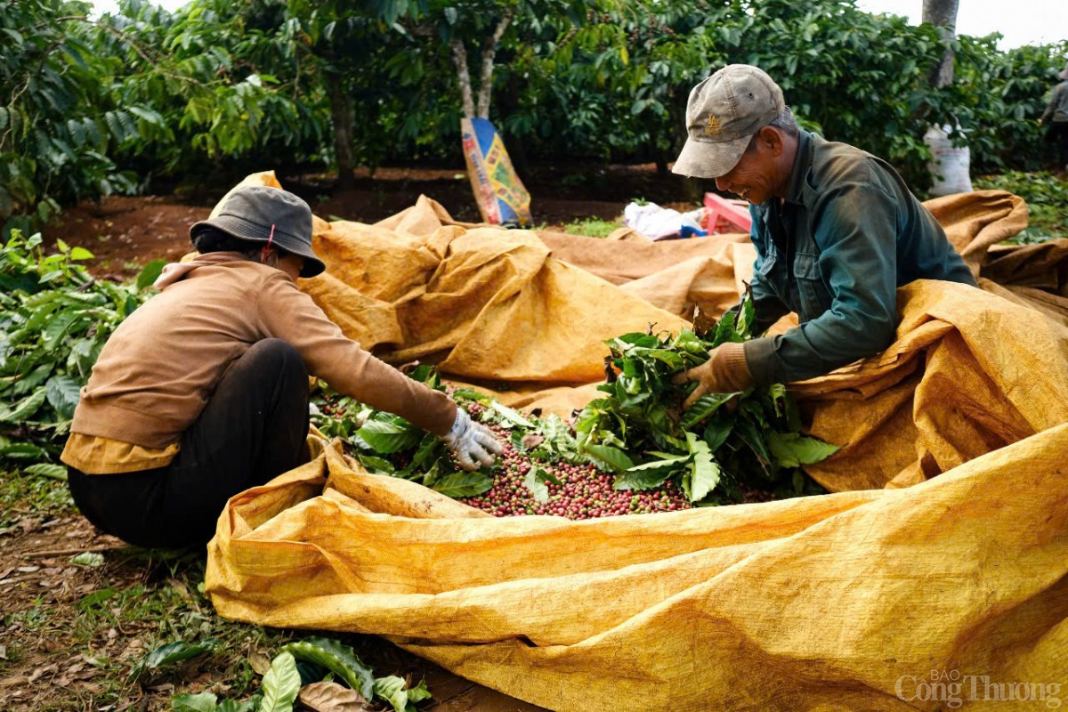 Dự báo giá cà phê trong nước ngày mai 11/12/2024 sẽ tăng trở lại sau phiên giảm đầu tuần