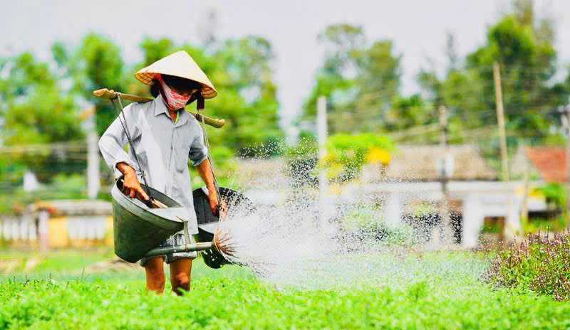 Làng rau Trà Quế, TP Hội An có lịch sử hình thành từ thế kỷ XVII, nổi tiếng với nghề trồng rau theo phương thức hữu cơ truyền thống, độc đáo.