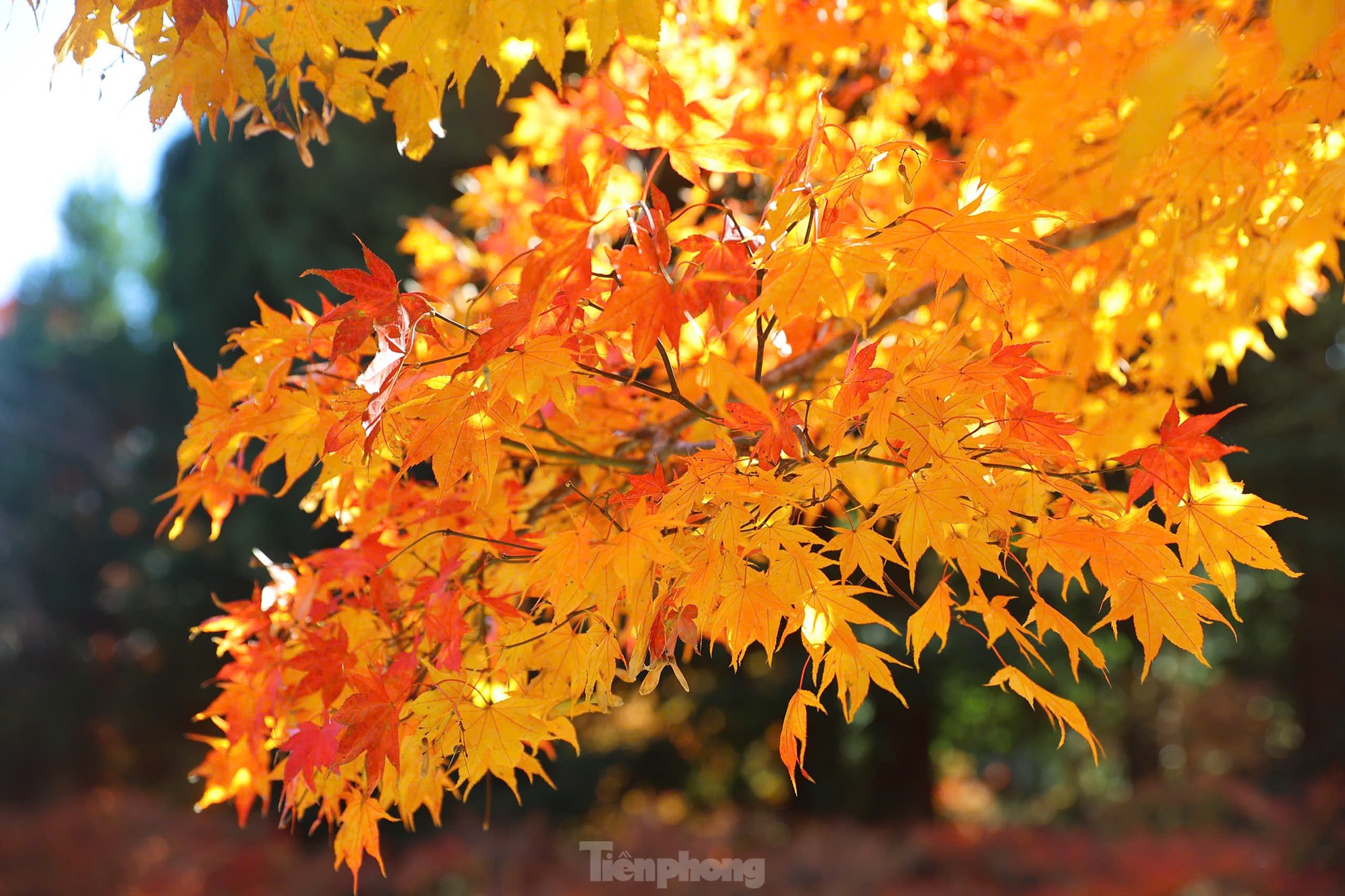 Fasziniert von der Herbstlandschaft mit roten und gelben Blättern in Japan, Foto 15