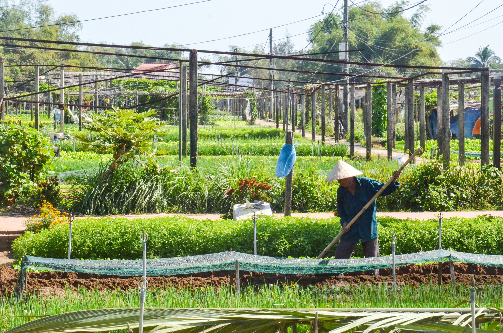 Khám phá Làng rau Trà Quế - Làng Du lịch tốt nhất năm 2024- Ảnh 9.