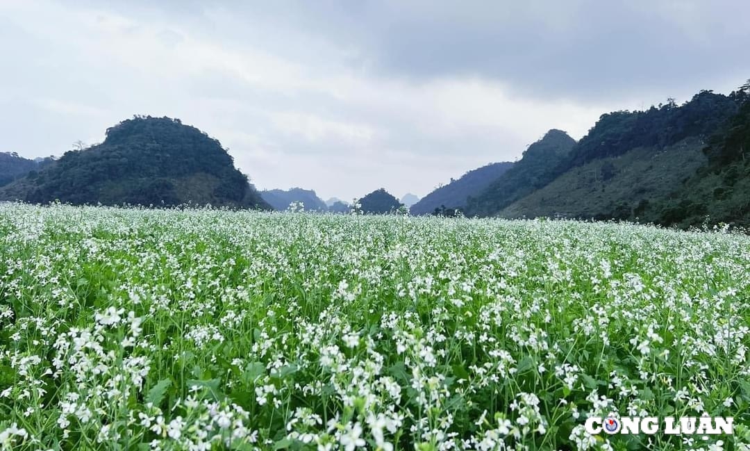 den moc chau lac minh vao mua hoa khoe sac qua chin hong hinh 12