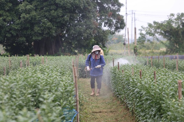 Làng hoa ven sông Lô tất bật cho vụ tết 2025 ảnh 3