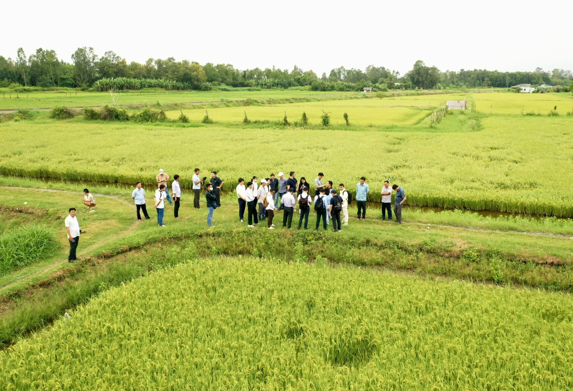 'Cha đẻ' gạo ST25: Luân canh lúa - tôm là mô hình độc, lạ, chưa nước nào làm được - Ảnh 3.