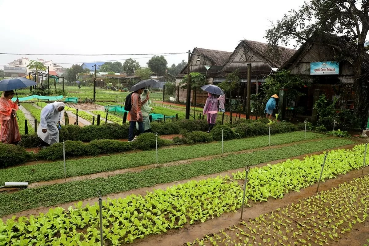 Quảng Nam: Đại biểu quốc tế hào hứng tham quan, trải nghiệm tại làng rau Trà Quế, Hội An