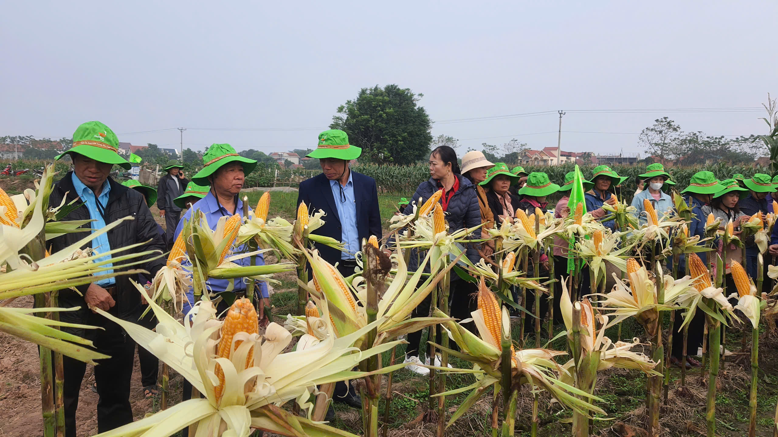 Một giống ngô mới bắp to, hạt đẹp được nông dân coi là 