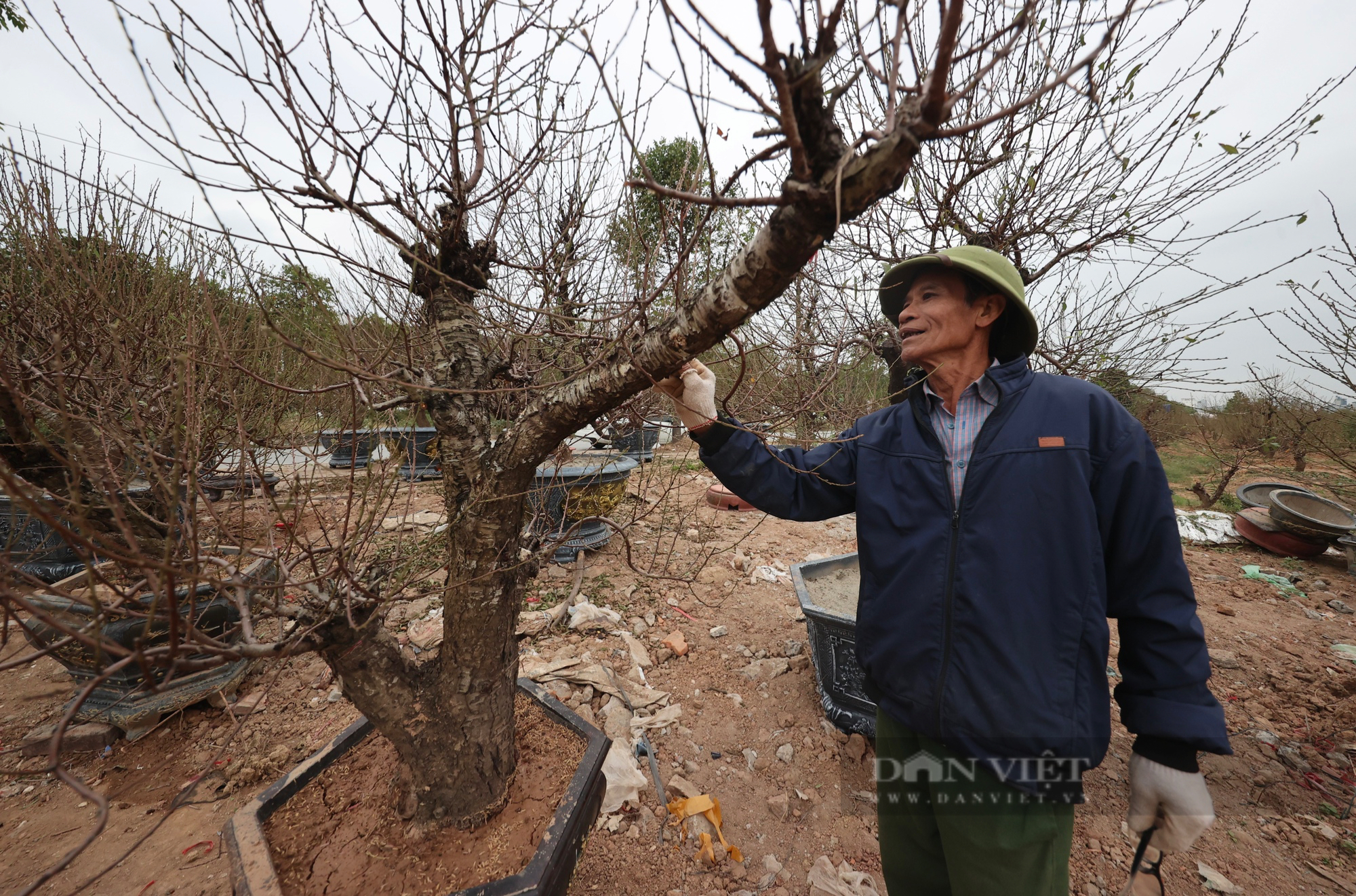 Làng đào La Cả tại Hà Nội không thiếu đào, đã lên chậu và bày bán la liệt trên đường- Ảnh 2.