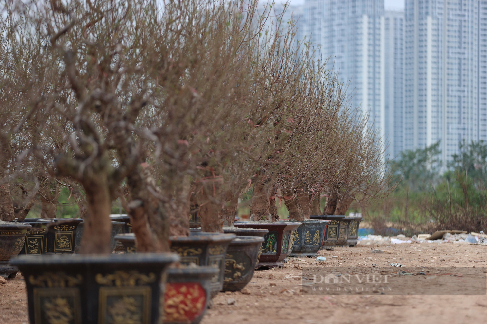 Làng đào La Cả tại Hà Nội không thiếu đào, đã lên chậu và bày bán la liệt trên đường- Ảnh 3.