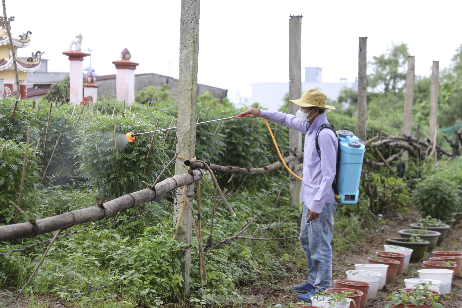 Thời tiết thất thường, nông dân Đà Nẵng lo lắng vụ hoa Tết ảnh 17