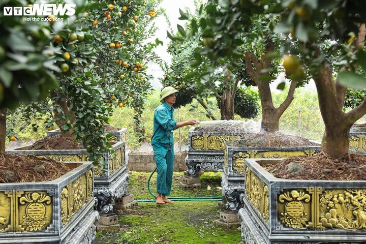 Dù còn cách Tết Nguyên đán 1,5 tháng nữa nhưng toàn bộ số quýt lục bình, thỏi vàng, hút lộc trong vườn nhà anh Thạnh đã được khách đặt hết, không còn hàng để bán. Hiện một số ít cây còn được giữ lại là do khách gửi, nhờ chăm sóc đến gần Tết mang về.