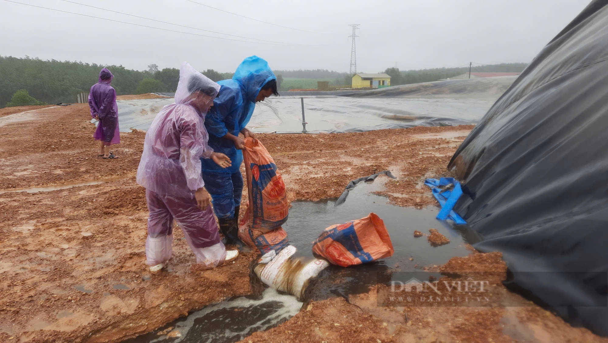 Nước thải trang trại heo đổ ra môi trường, người dân ở Quảng Trị bức xúc - Ảnh 3.