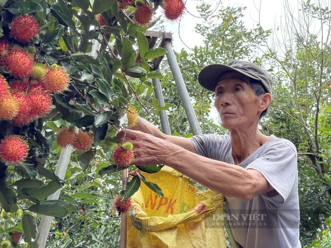 Phát triển nông nghiệp gắn với du lịch sinh thái, một huyện của Quảng Ngãi hướng đến nông thôn mới nâng cao- Ảnh 3.