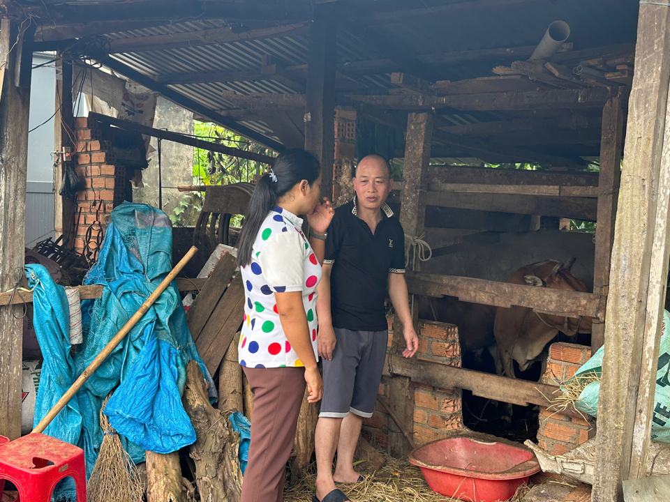 Hộ ông Đinh Văn Hiếu (thôn Cao Bằng, xã Đắk Phơi) đã được hỗ trợ bò giống sinh sản từ chương trình MTQG giảm nghèo bền vững của huyện Lắk.